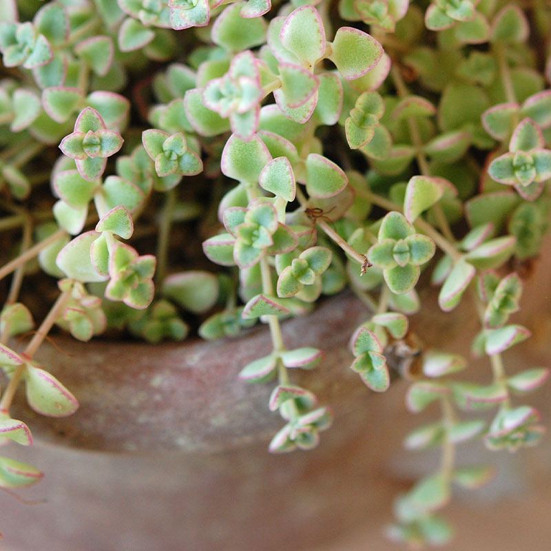 Crassula リトルミッシー x desert pot