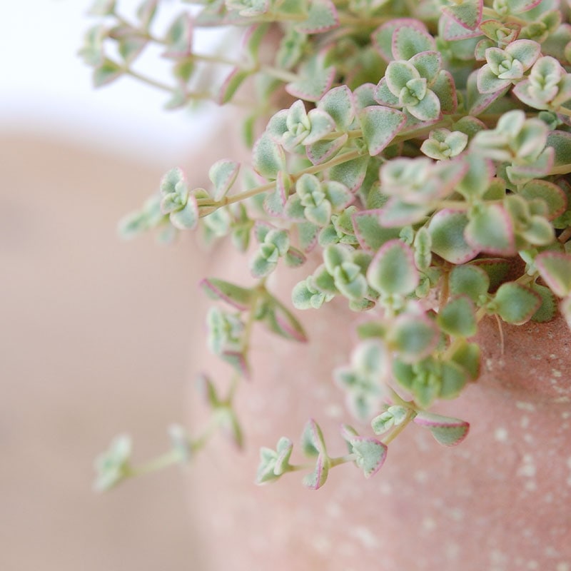 Crassula リトルミッシー x desert pot