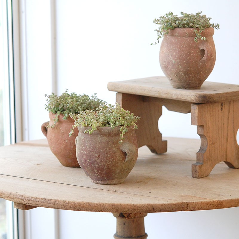 Crassula リトルミッシー x desert pot