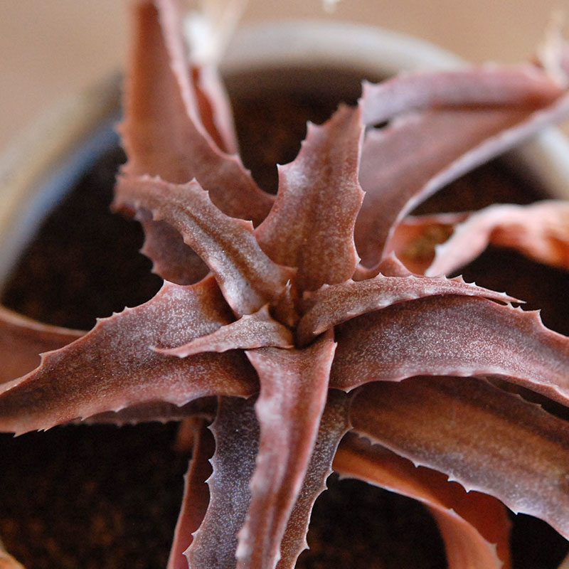 59-60:Aloe(lomatophyllum) sakarahaensis var.pallida x antique pot