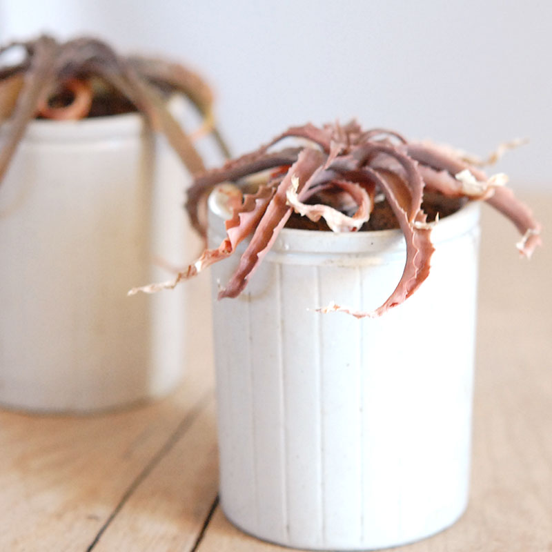 59-60:Aloe(lomatophyllum) sakarahaensis var.pallida x antique pot