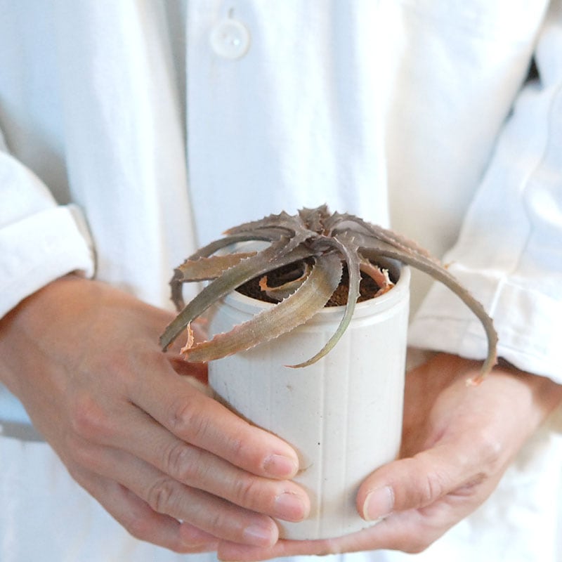 59-60:Aloe(lomatophyllum) sakarahaensis var.pallida x antique pot