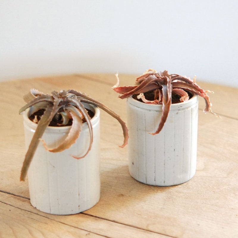 59-60:Aloe(lomatophyllum) sakarahaensis var.pallida x antique pot