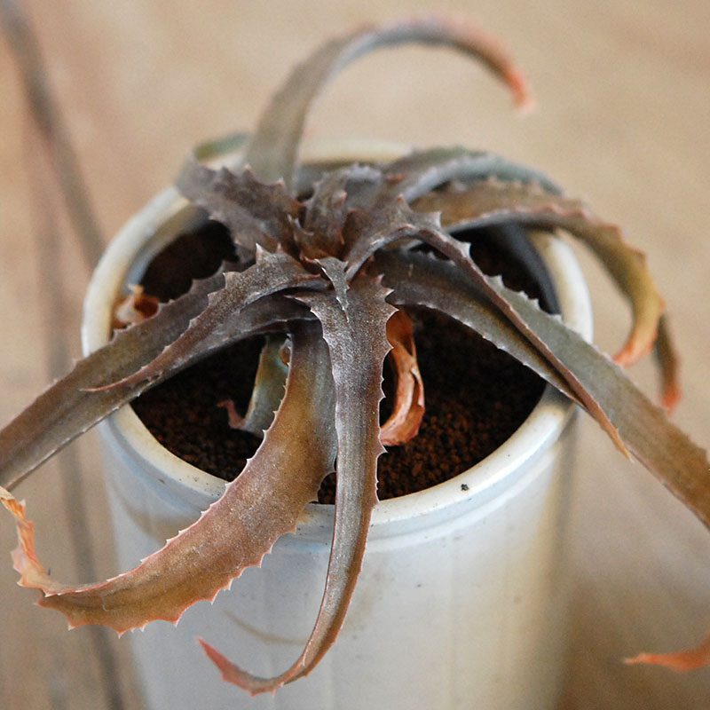 59-60:Aloe(lomatophyllum) sakarahaensis var.pallida x antique pot