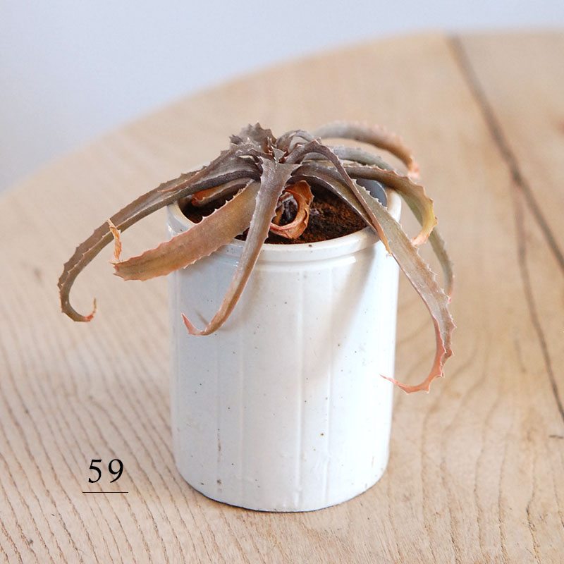 59-60:Aloe(lomatophyllum) sakarahaensis var.pallida x antique pot