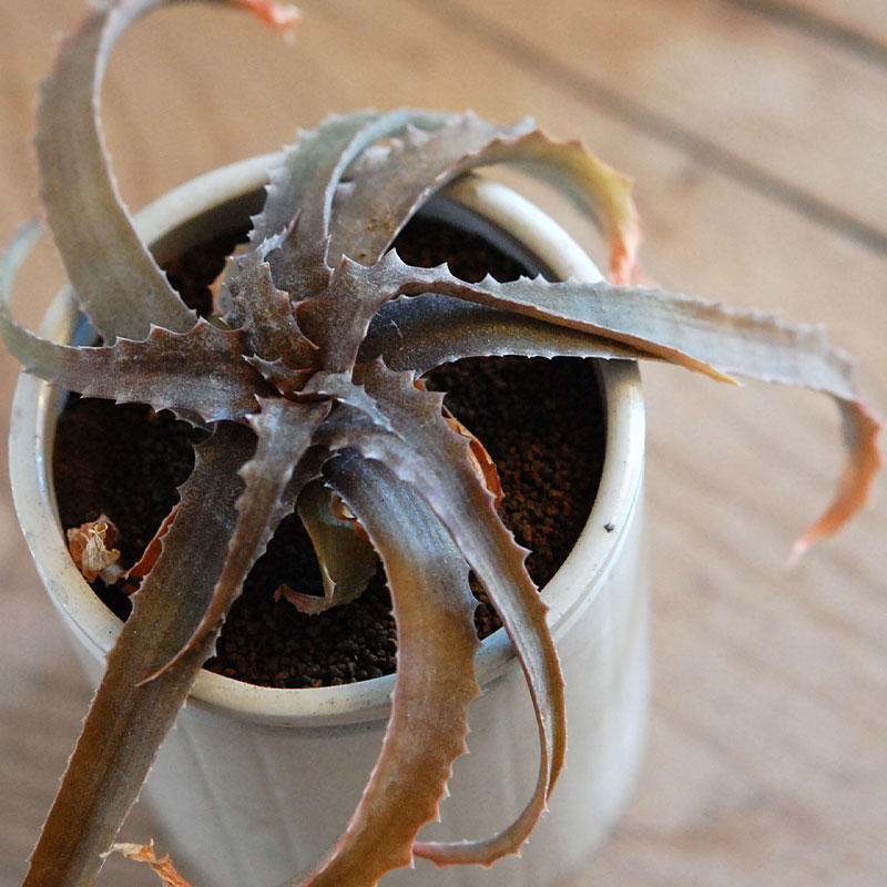 59-60:Aloe(lomatophyllum) sakarahaensis var.pallida x antique pot