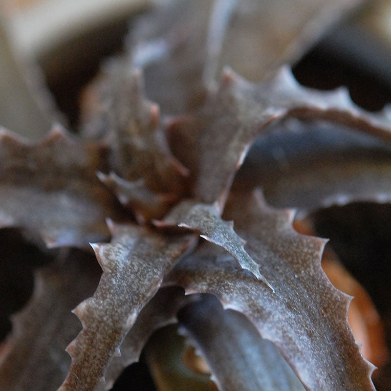 59-60:Aloe(lomatophyllum) sakarahaensis var.pallida x antique pot