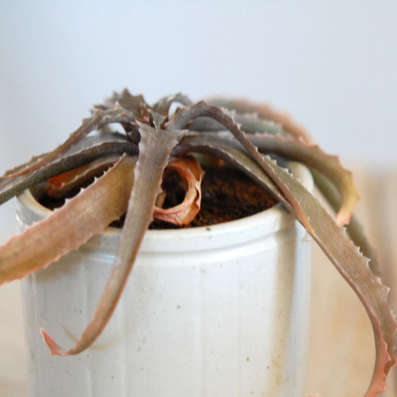 59-60:Aloe(lomatophyllum) sakarahaensis var.pallida x antique pot