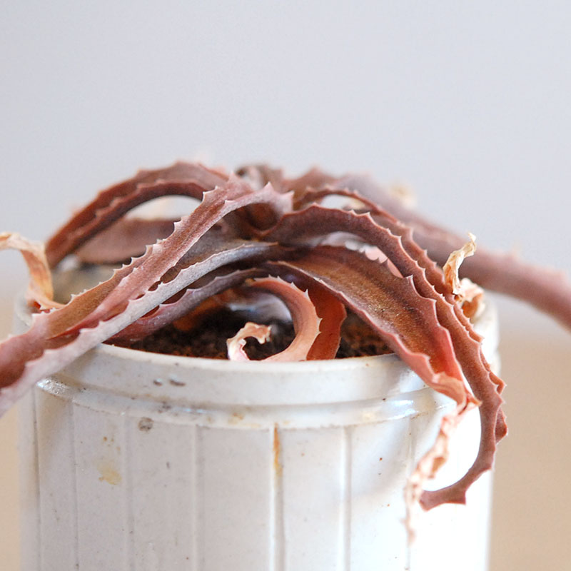 59-60:Aloe(lomatophyllum) sakarahaensis var.pallida x antique pot