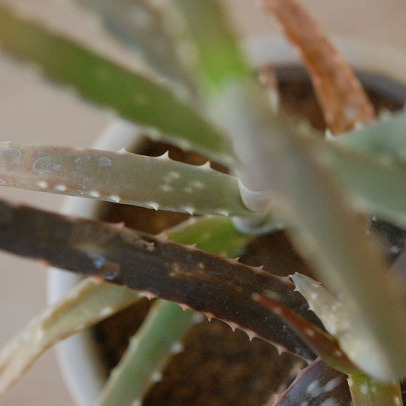 Aloe 2種寄せ植え x antique pot | 多肉植物の専門店 solxsol