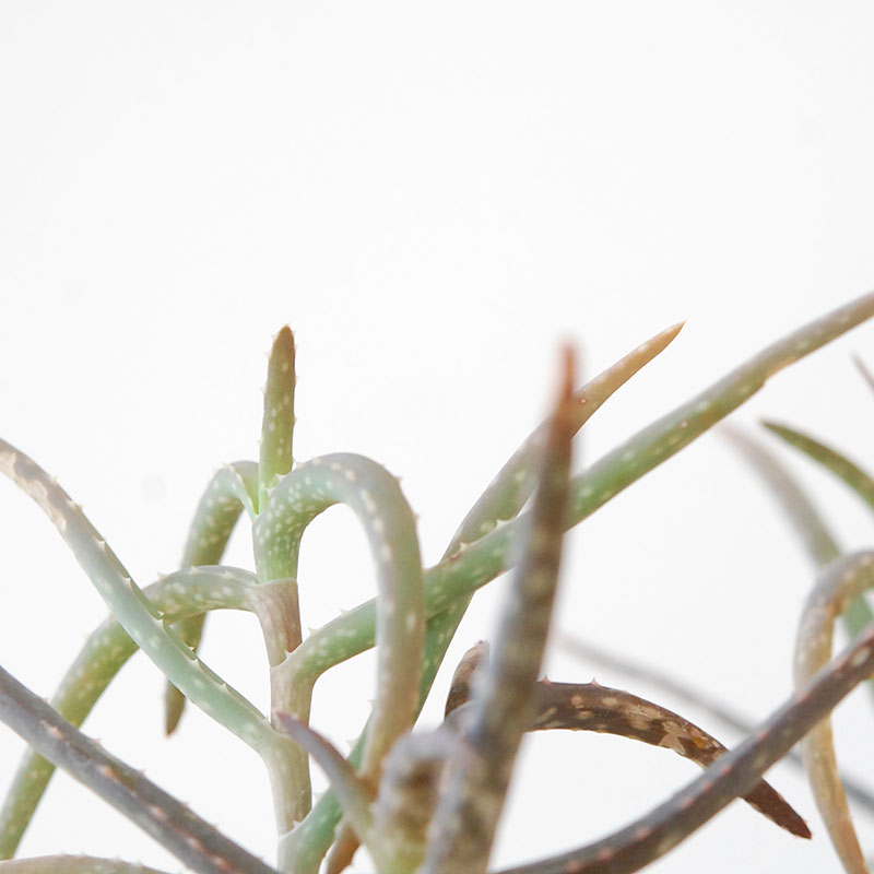 ＡＬＯＥです。 aloe様