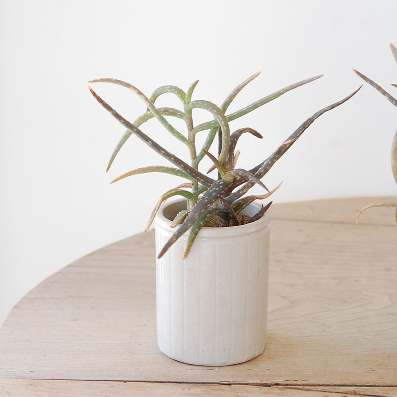 Aloe 2種寄せ植え x antique pot | 多肉植物の専門店 solxsol