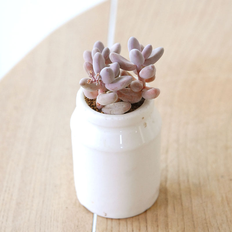 Pachysedum ガンゾウ x antique イギリスジャー