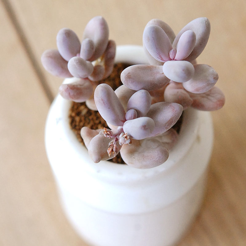 Pachysedum ガンゾウ x antique イギリスジャー