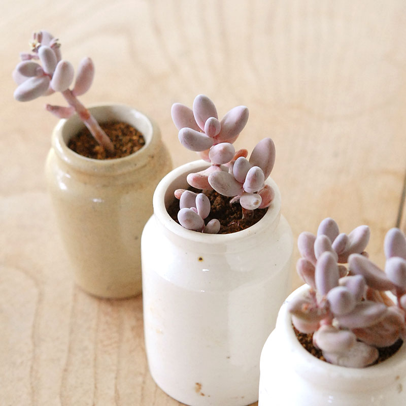 Pachysedum ガンゾウ x antique イギリスジャー