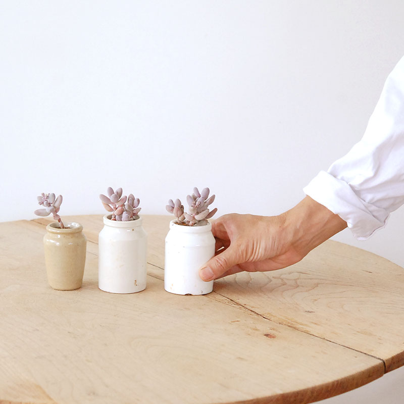 Pachysedum ガンゾウ x antique イギリスジャー