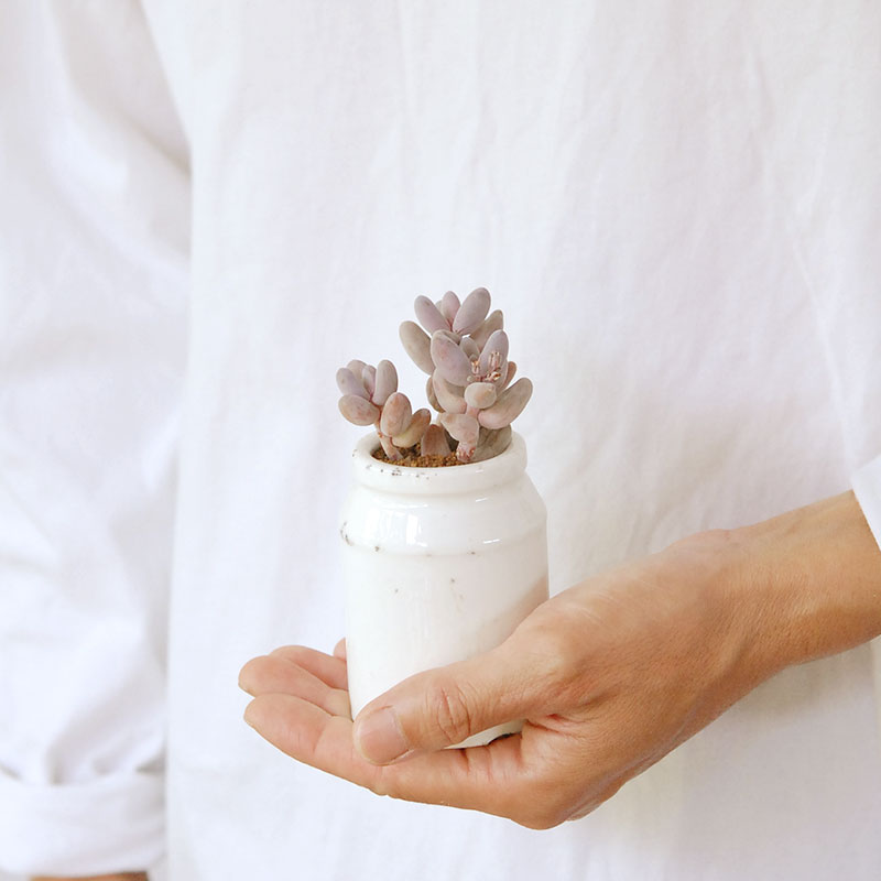 Pachysedum ガンゾウ x antique イギリスジャー