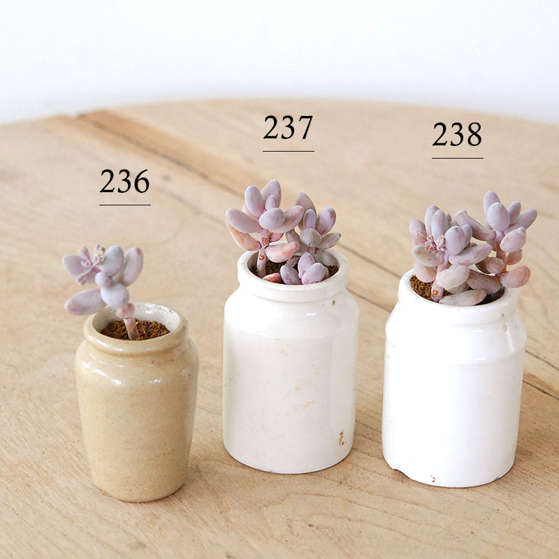 Pachysedum ガンゾウ x antique イギリスジャー