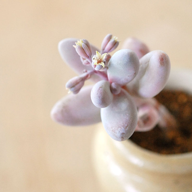 Pachysedum ガンゾウ x antique イギリスジャー