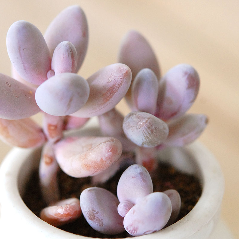 Pachysedum ガンゾウ x antique イギリスジャー