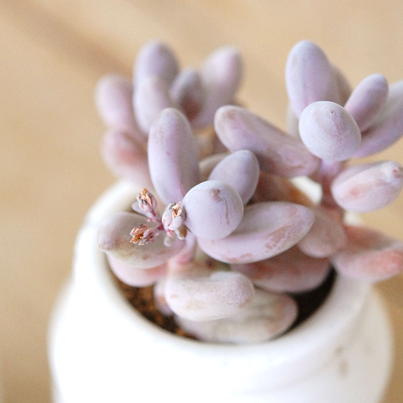 Pachysedum ガンゾウ x antique イギリスジャー