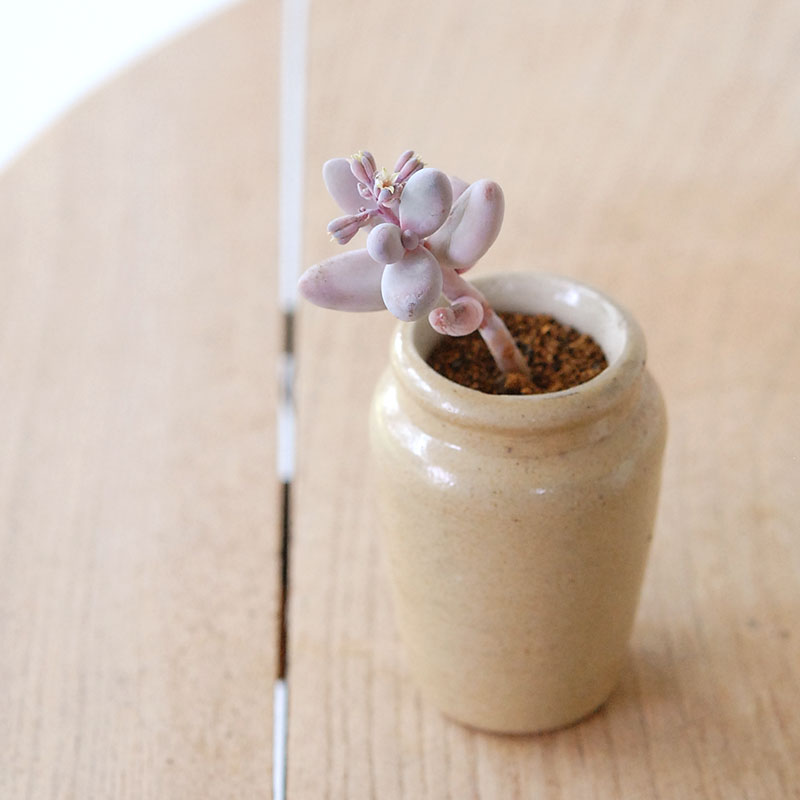 Pachysedum ガンゾウ x antique イギリスジャー