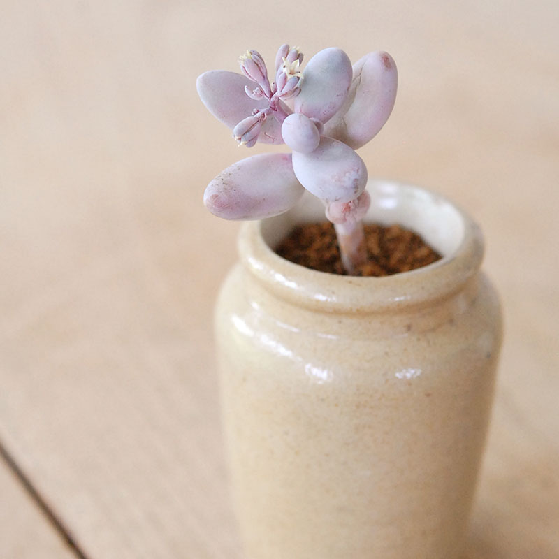 Pachysedum ガンゾウ x antique イギリスジャー