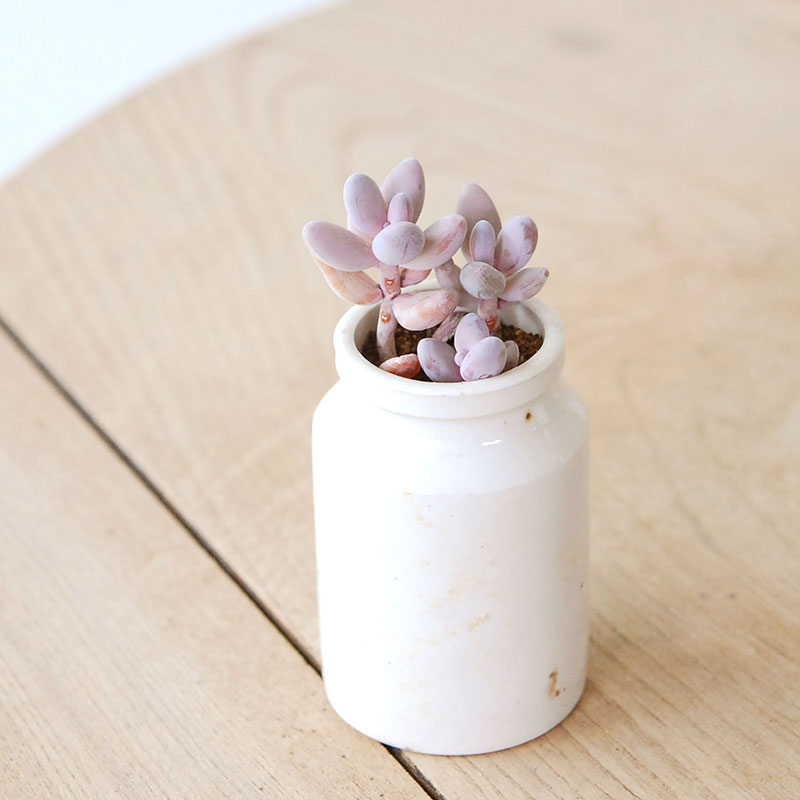 Pachysedum ガンゾウ x antique イギリスジャー