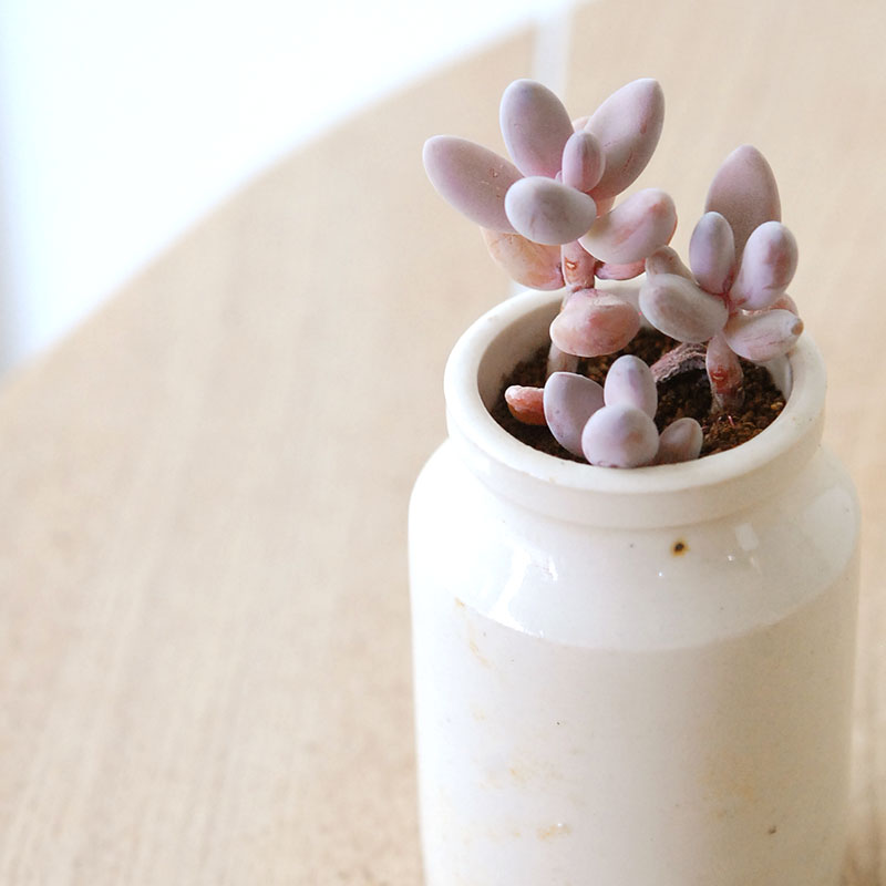 Pachysedum ガンゾウ x antique イギリスジャー