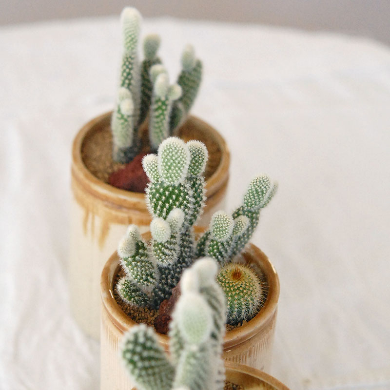 HOLIDAY SELECTION 』サボテン寄せ植え x antique brown top pot