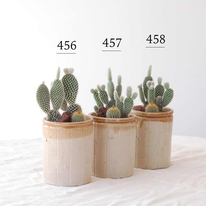 HOLIDAY SELECTION 』サボテン寄せ植え x antique brown top pot