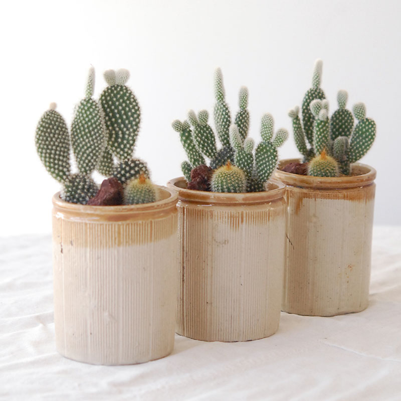 HOLIDAY SELECTION 』サボテン寄せ植え x antique brown top pot