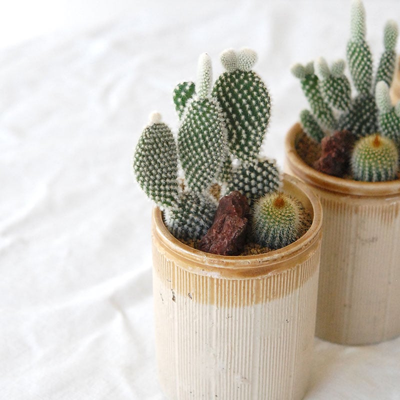 HOLIDAY SELECTION 』サボテン寄せ植え x antique brown top pot