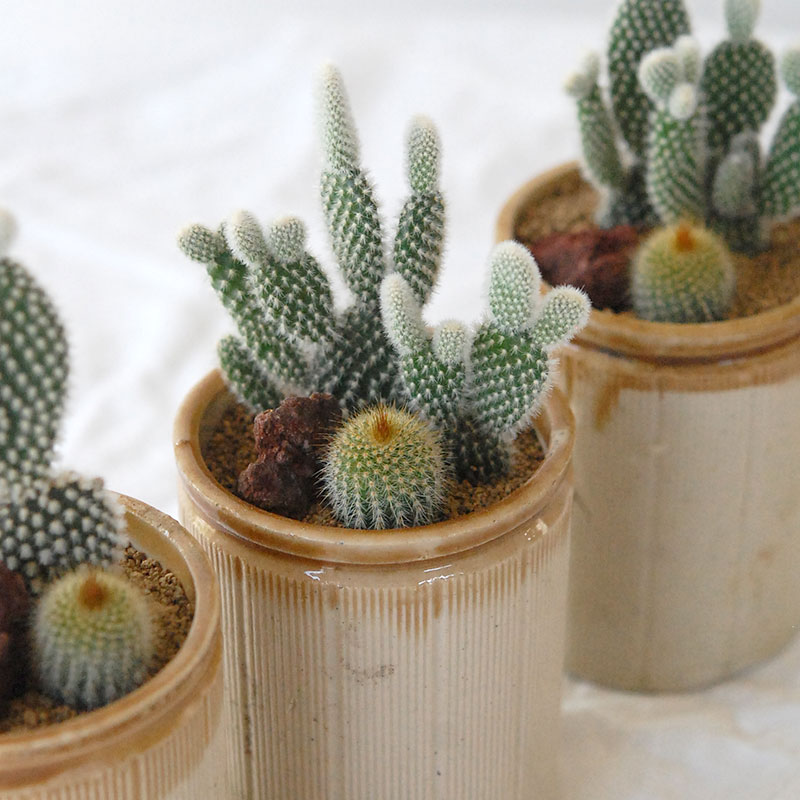 HOLIDAY SELECTION 』サボテン寄せ植え x antique brown top pot
