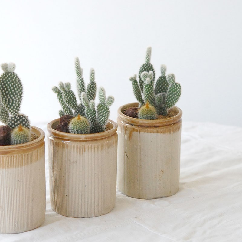 HOLIDAY SELECTION 』サボテン寄せ植え x antique brown top pot