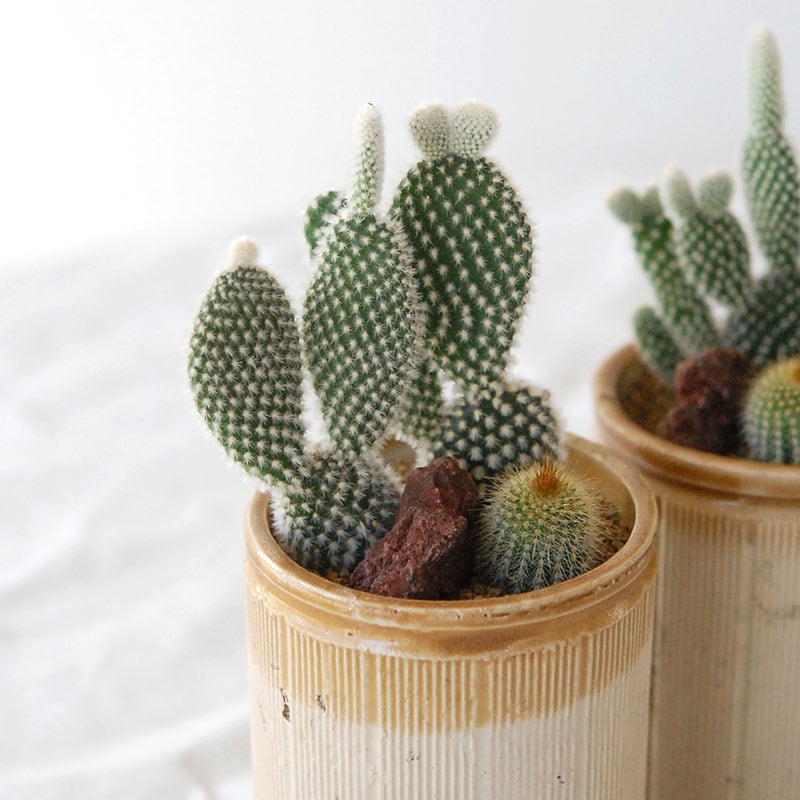 HOLIDAY SELECTION 』サボテン寄せ植え x antique brown top pot