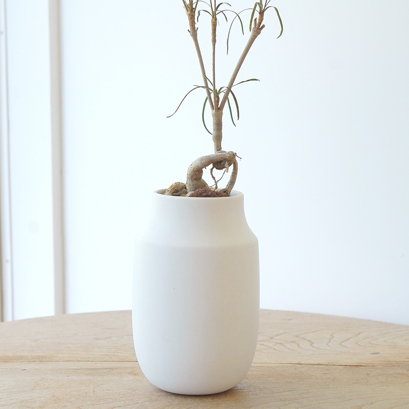 Euphorbia ヘディオトデス x pot