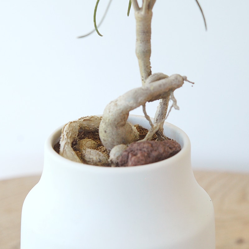 Euphorbia ヘディオトデス x pot