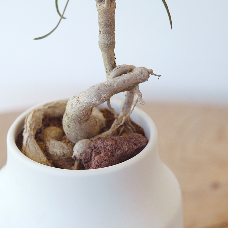 Euphorbia ヘディオトデス x pot