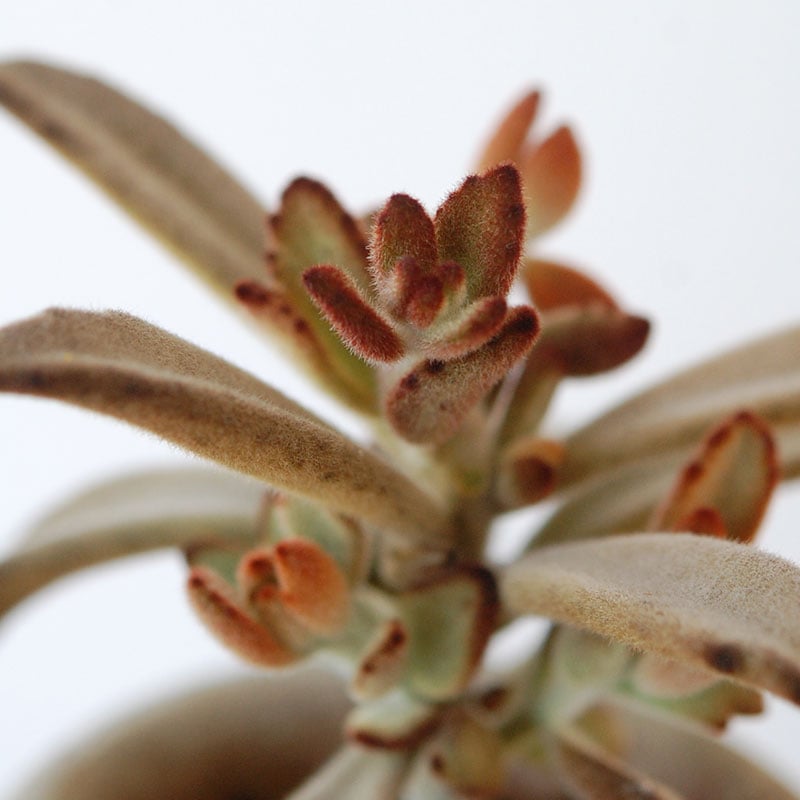 succulent x desert pot
