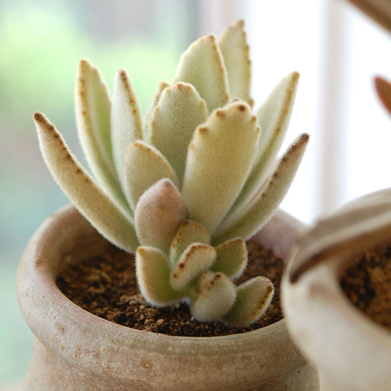 succulent x desert pot