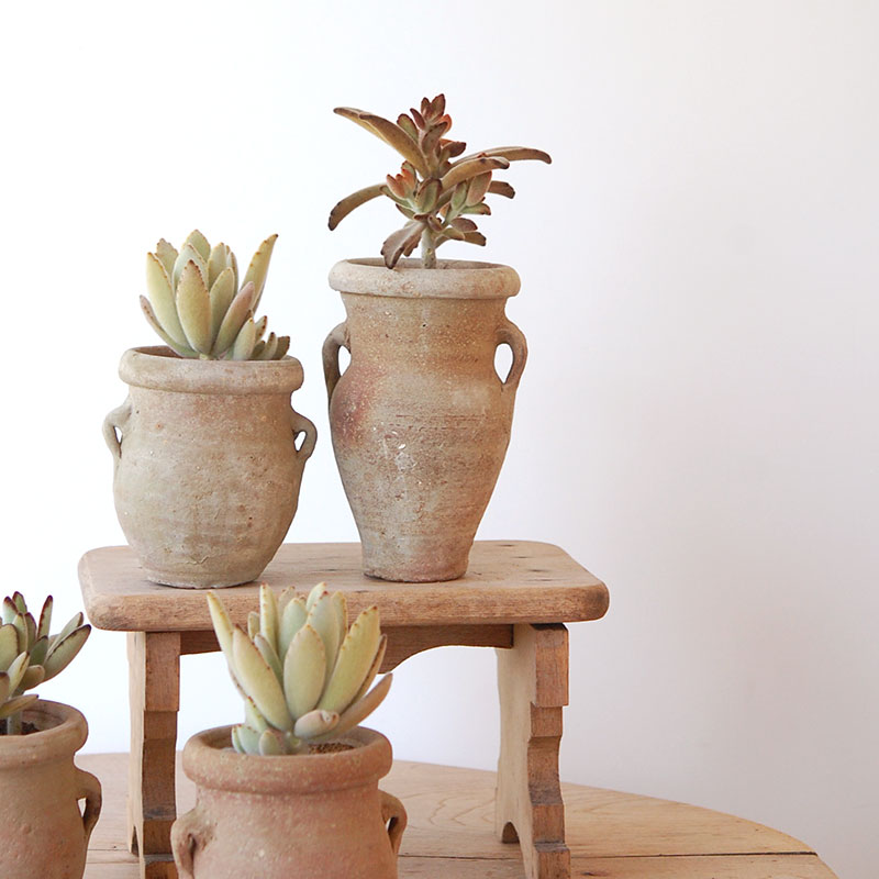succulent x desert pot