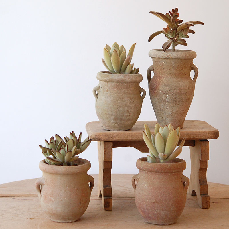 succulent x desert pot