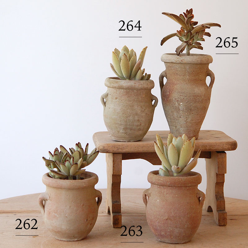 succulent x desert pot