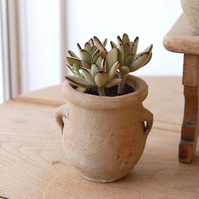 succulent x desert pot