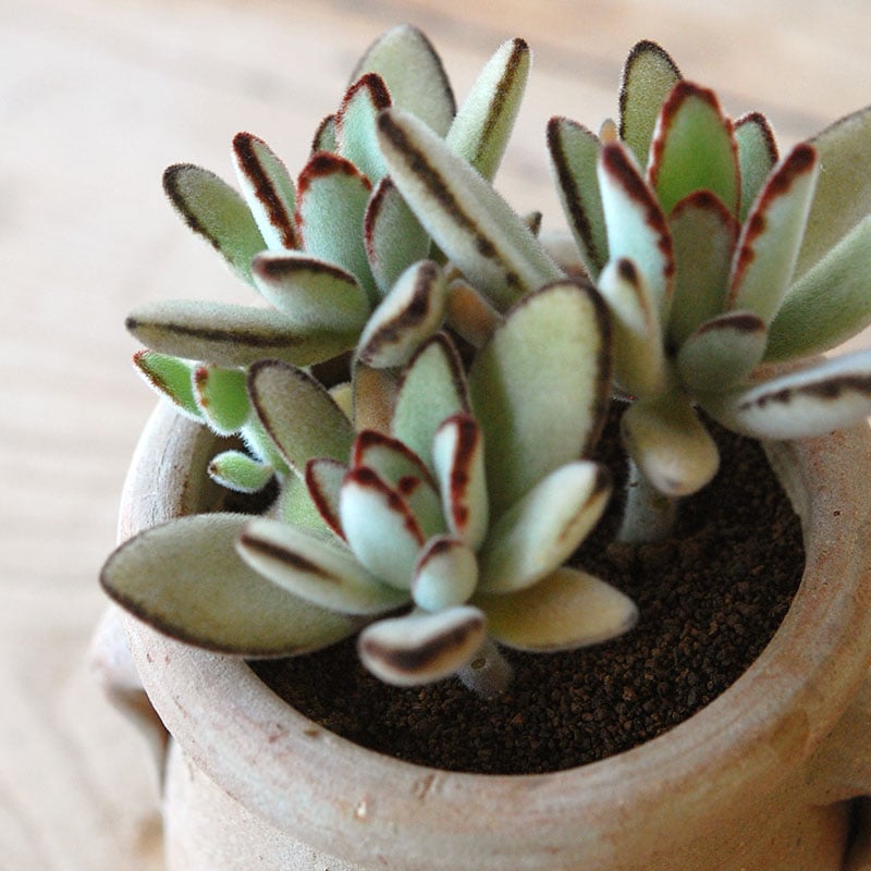 succulent x desert pot