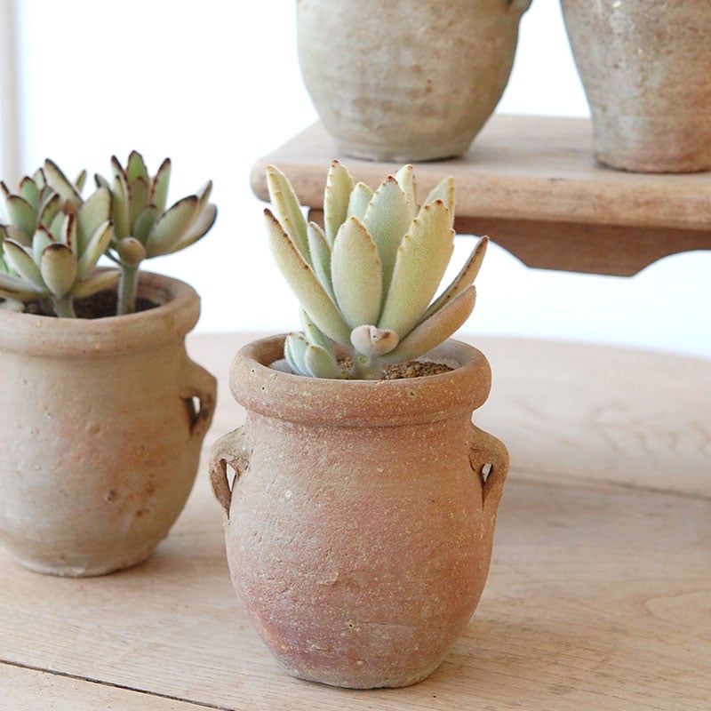 succulent x desert pot