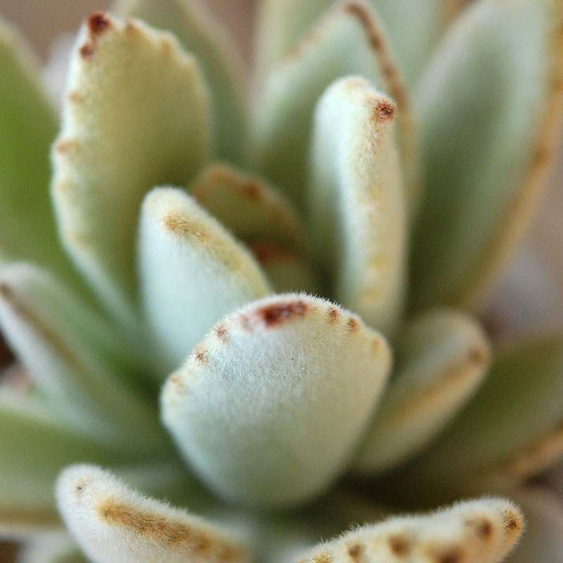 succulent x desert pot