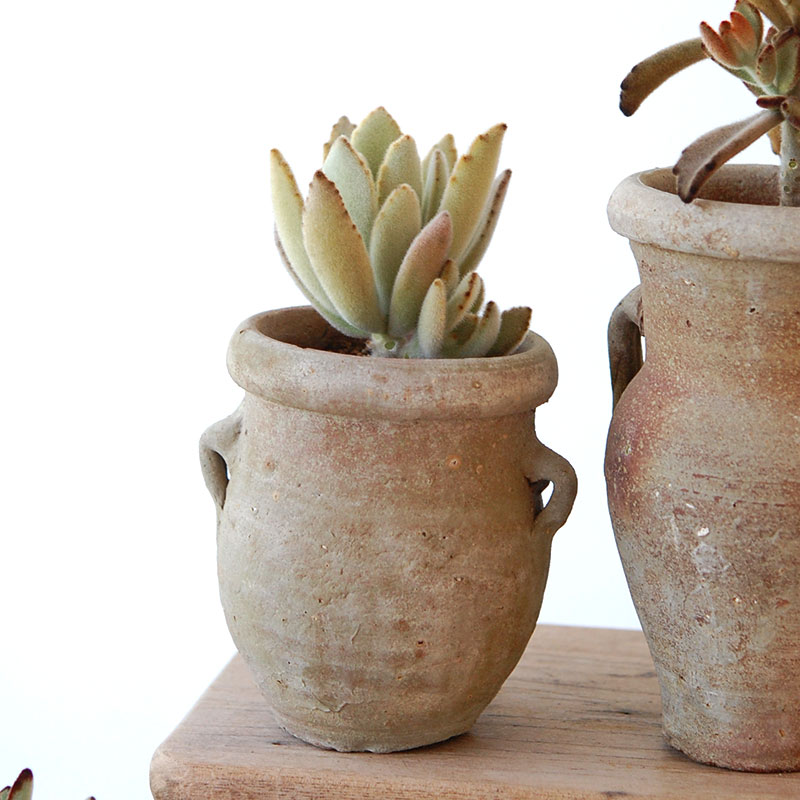 succulent x desert pot