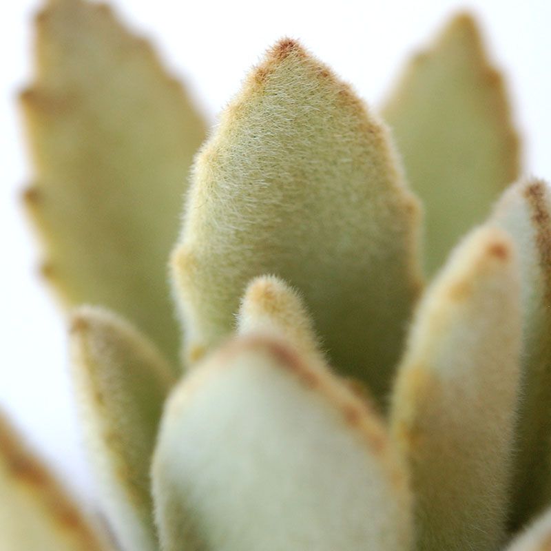 succulent x desert pot